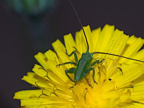 Tettigonia viridissima